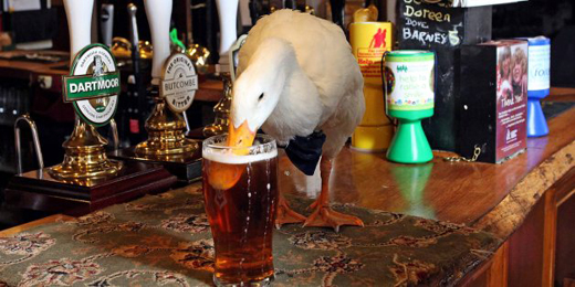 DUCK 
